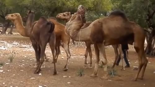 为何沙漠中驼人的骆驼都是公的，母骆驼哪去了？看完终于明白了