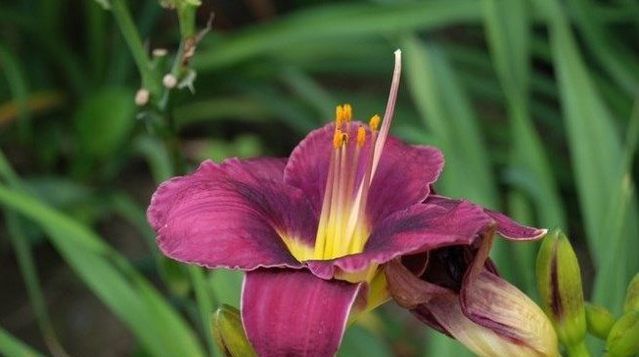  动人|这种盆栽花卉，开出百合一样的花朵，优雅动人、绚丽多彩！