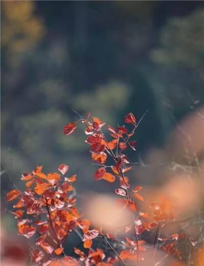 一夜之间这里的变红了,想要赏红叶、银杏,这里不可错过!