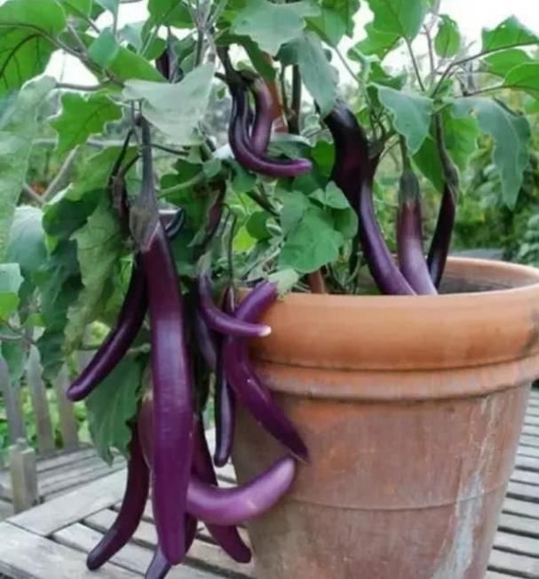 『漂亮』家里种上4种“有机菜”,漂亮好吃,不怕菜价贵,吃完一茬又一茬