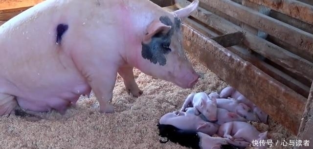 中国猪王重达1500斤,老汉养了10年不愿意卖,一天要吃40斤粮食！
