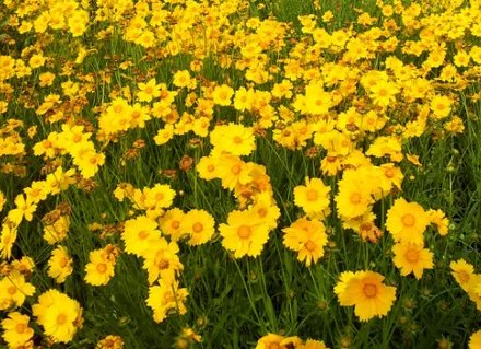  『耐寒』这些菊花是天然的香水，开花后比香水还香，耐寒耐旱易成活