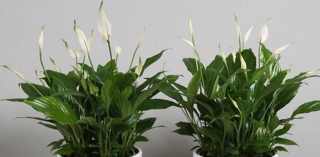  『可惜』客厅不养“大型花”太可惜！花期长，开花美，家养一盆有气质！
