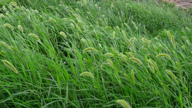  【药草】农村常见的“狗尾草”，危害农田，农民见到就拔，竟还