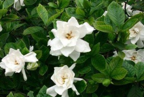  「栀子花」栀子花最爱这种“水”,每周用一次,叶子油亮花满枝,轻松爆盆