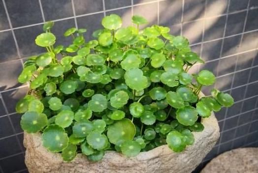  『铜钱草』“4种花”立春后要“勤”浇水，1天1瓢，想让花开香艳，就多浇