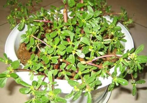  甲醛：这“2种”植物，再贵也要养，能让白发变“乌发”，还能吸甲醛！