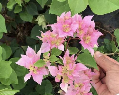  养护：三角梅像“花树”，花期长达150天，学会4个养护“方法”，变美！