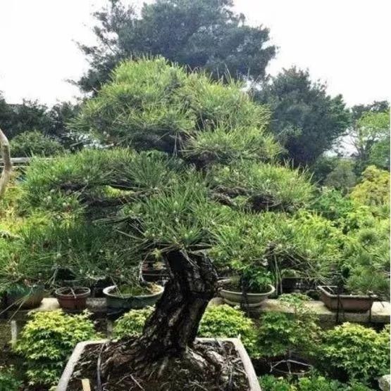 岁寒三友，一组松树盆景佳作欣赏