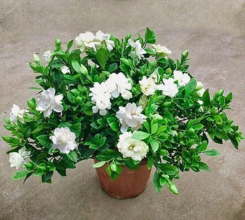 栀子花■栀子花开花不断,关键“月子肥”用得好