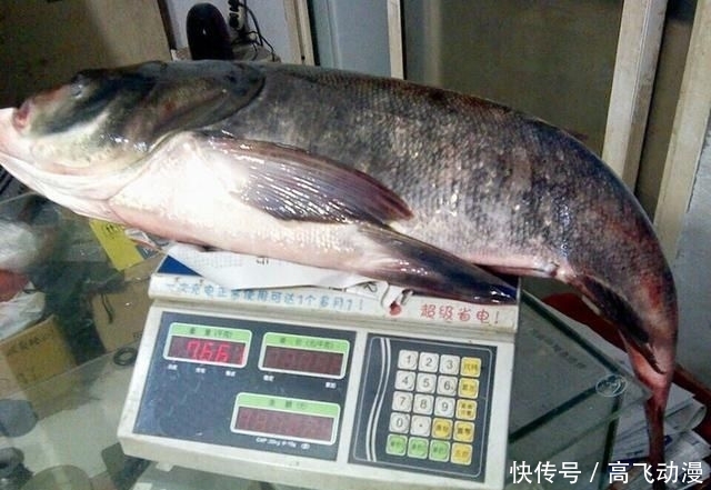 水域:鲢鳙并非稀有鱼种,为何一些水域不让钓?水库老板说出“真相”
