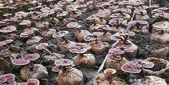 农民们注意了，这些都是骗局，有人已经受骗，还有人在上当