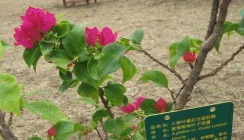  『开桃红色』三角梅的品种欣赏（完全篇）