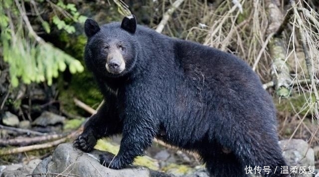 中国“最富有”的村庄，看病、教育全免费，人均收入25万还住别墅