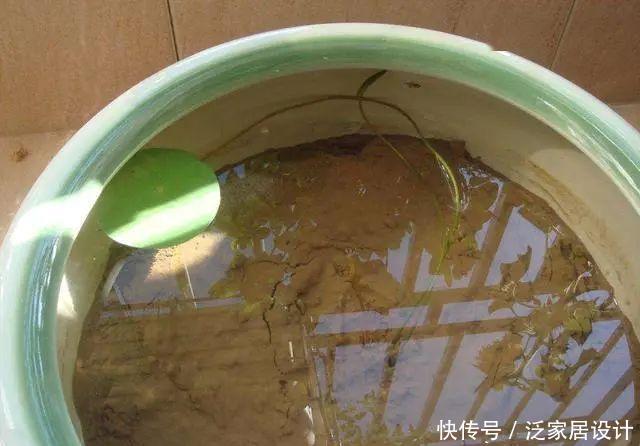  『放进』村里的旧水缸，放进一段藕根，开出满满的莲花