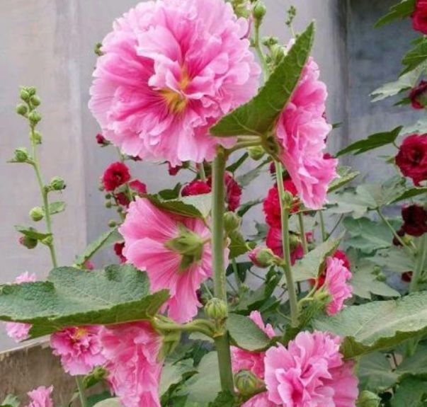  「能开成」“这种花”太牛了，1枝花茎开出50朵花，有太阳就能开成花海！