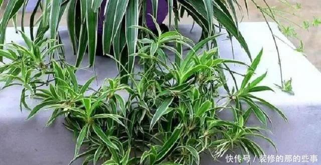 淘米水|老汉3年的吊兰老桩,手痒灌了两勺淘米水,几天就枯萎了,真倒霉