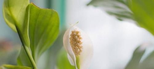  『绿意』卫生间养什么植物好？选择这5种植物，增添绿意、清新空气！