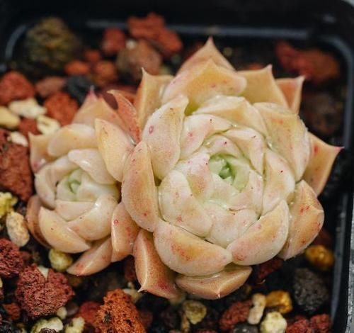  【多肉植物】萌宠多肉绿植，给你每天好心情