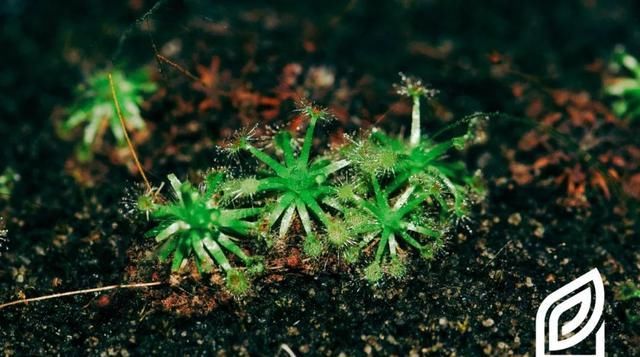  『泥炭土』植培施-茅膏菜Drosera 食虫植物栽培手册