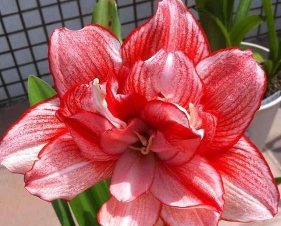  朱顶：家养朱顶红，就养“3种”，花色艳、花期长，花朵一开就是四季