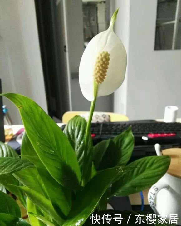  「射光的地方」一帆风顺不开花，3点改一改，花开不断盆盆爆！