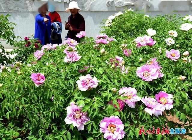 「牡丹花」牡丹花开在临夏 这里有看得见的夏意!