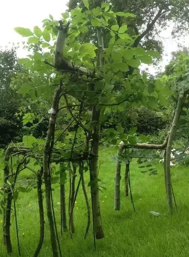 大爷花10年“种椅子”，一把卖80000！这些文玩在家也能种