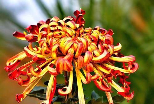 #满月#喜欢菊花，就养盆“菊中珍品”火龙爪，飘香四溢,花型似满月