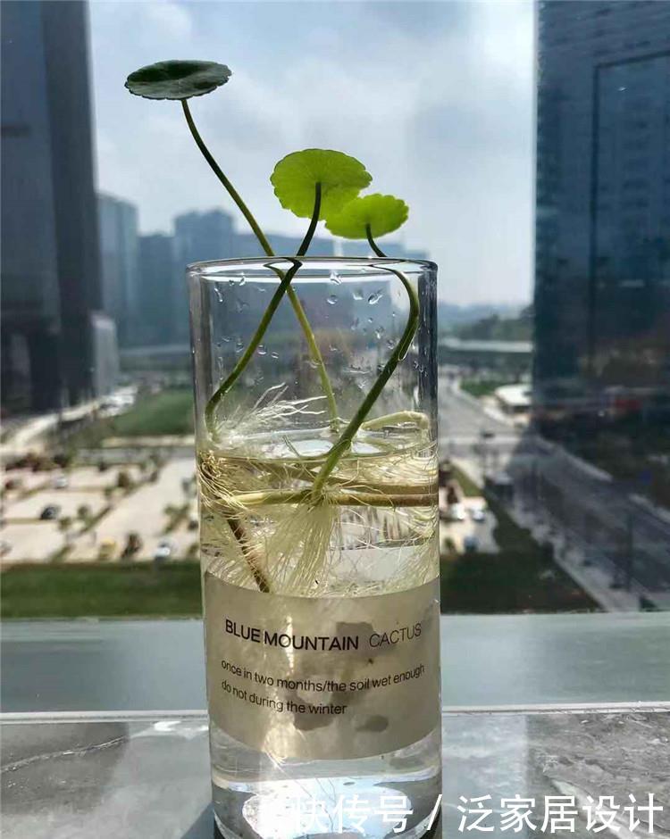  『根茎』铜钱草蜕变：2毫米小根茎，养出大惊喜，“爆盆”也可能哦！