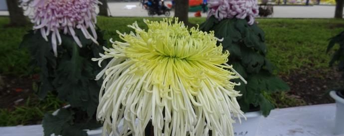  『养盆』喜欢菊花，不如养盆“珍品名菊”新陶然醉，像美女秀发，玲珑剔透