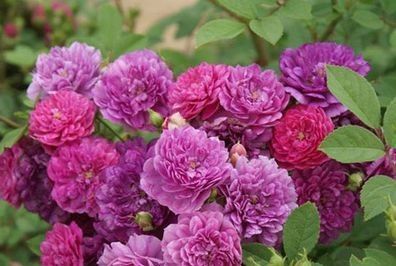  #艳丽#此花花色艳丽，花期长，适应性强，开花量繁多，值得我们拥有养护