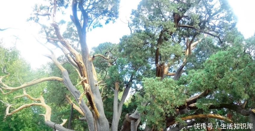  「一亩地」国内最神奇的四棵树：一棵树这样面积达一亩地，一颗