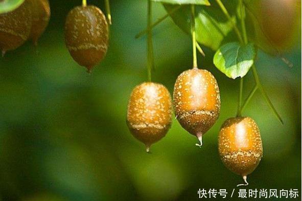  「果实」这种树是江苏特有，果实像秤砣，是国家保护植物，很多