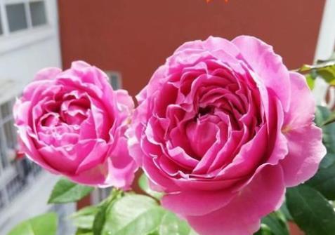  『凝霜』新手养花，不如养盆花中精品“紫雾凝霜”，丰腴婀娜，芳姿耀眼