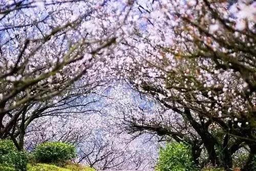 知否知否，应是暗香浮动，浙江已进入赏梅佳期！