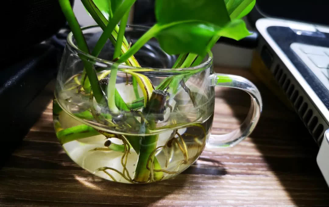 #透气的营养#这4种花,臭水沟挖点养盆里,1分钱不花爆10盆!