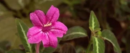  「适合」小花像喇叭一般的马可芦莉，叶脉呈银白色，适合养阴凉处的盆栽