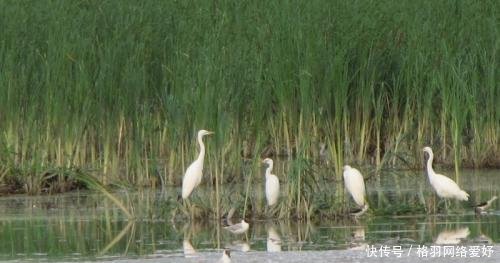 新疆荒漠为何突然出现千口泉眼专家道出真相，中国人心里难受了