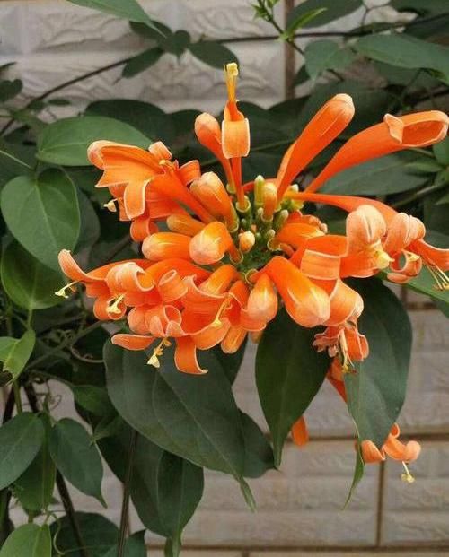  养棵：养棵“炮仗花”，花开3季，阳台开成花园，花瓣漂亮，不怕低温