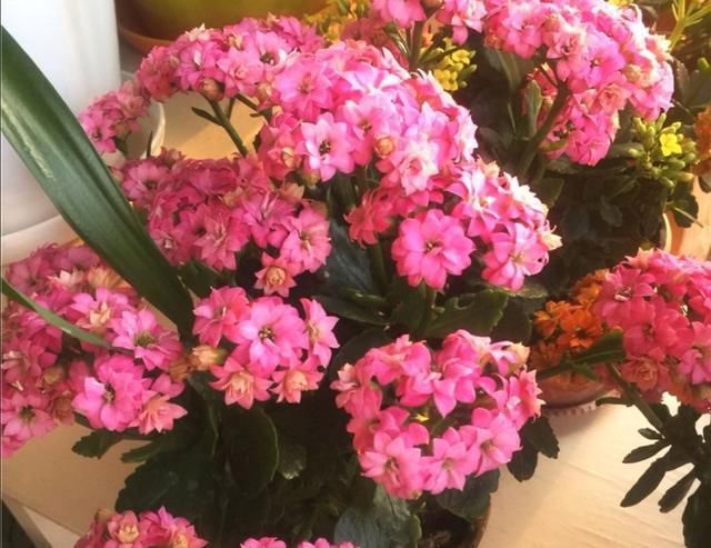  「生长」掌握长寿花的修剪方法,让长寿花花开满枝头!