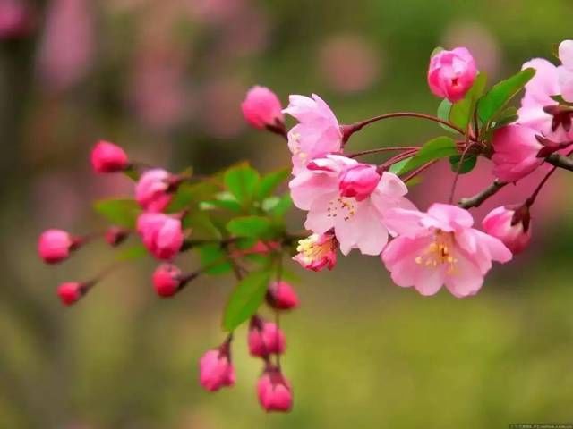 「西府海棠」人间最美四月天,百花齐放争鸣时,唯有海棠最妖娆!