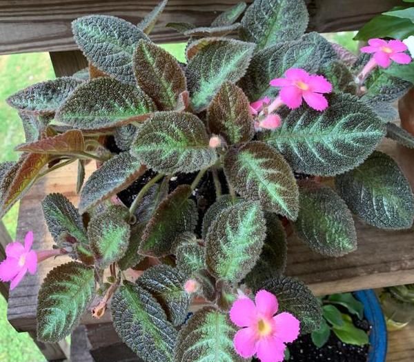 『花卉植物』在家盆栽花草植物总养不好?4个细节适当粗养,植株越长越旺盛