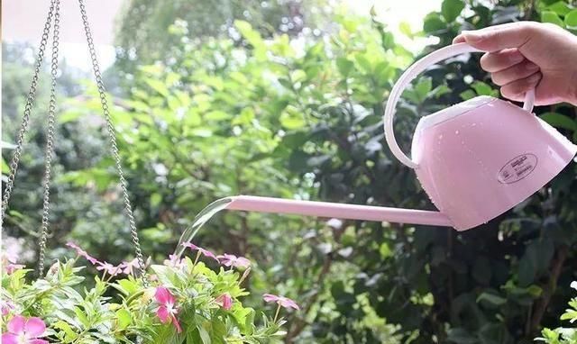  【盆土完全干】啥花都养不好？1种情况“最有可能”：好花都是浇死的！