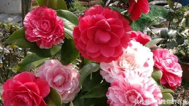  [牡丹]这种花是世界著名的花，多色的花，美丽的，牡丹不失，容易保养，栽培很有价值