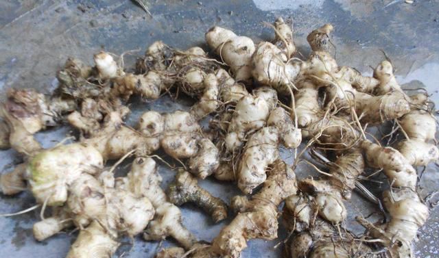  #根茎#别当它是“杂草”，殊不知1斤“20元”，地下块茎珍贵，别