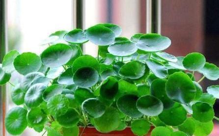  『栽培』难得一见植物“仙人山”开花,大叔讲出栽培秘诀