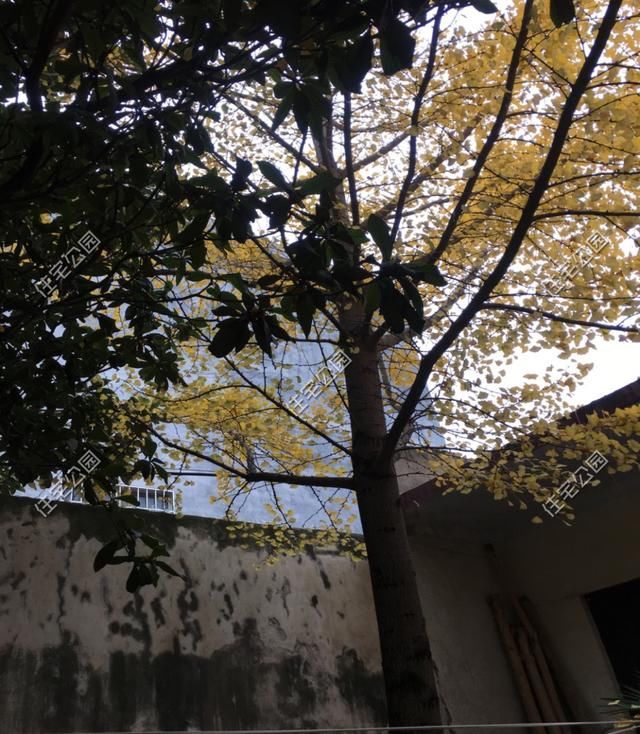  「建起」父母监工、弟弟装门窗、妹夫买建材，50万建起4层农村新