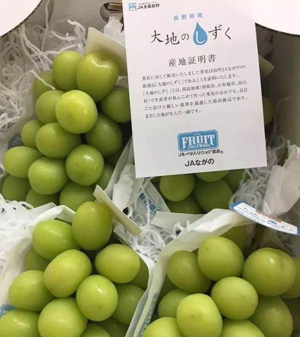  #阳光#“阳光玫瑰”葡萄在日本卖天价，引种中国为何跌下神坛？