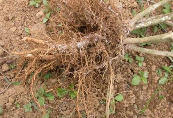  【根部】2年没“换土”，撬开这4种植物的花盆后，发现盆土都“消失”了！